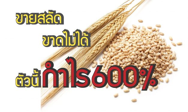 ขายสลัด ขาดไม่ได้ ตัวนี้กำไร 600%